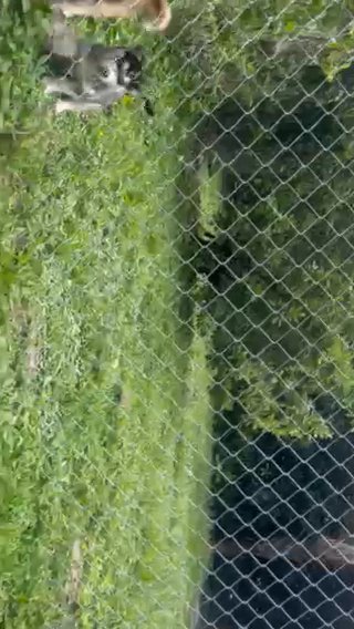 PREVIOUS LITTER in Miami, Florida