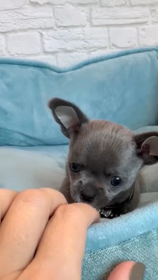 Cooper ??? Chihuahua Puppy in Brooklyn, New York