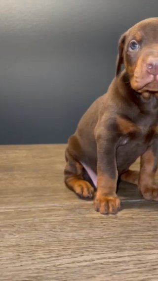 European Doberman For Sale in Colorado Springs, Colorado