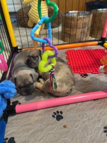 AKC Frenchie Puppies- Lots Of Colors in Pueblo, Colorado