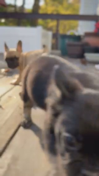 JKF FRENCH BULLDOG PUPPIES in Charlotte, North Carolina