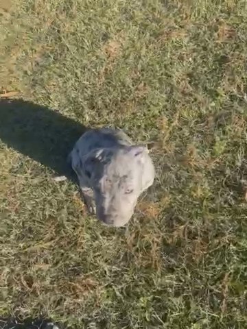 Xl American bully in Columbus, Georgia