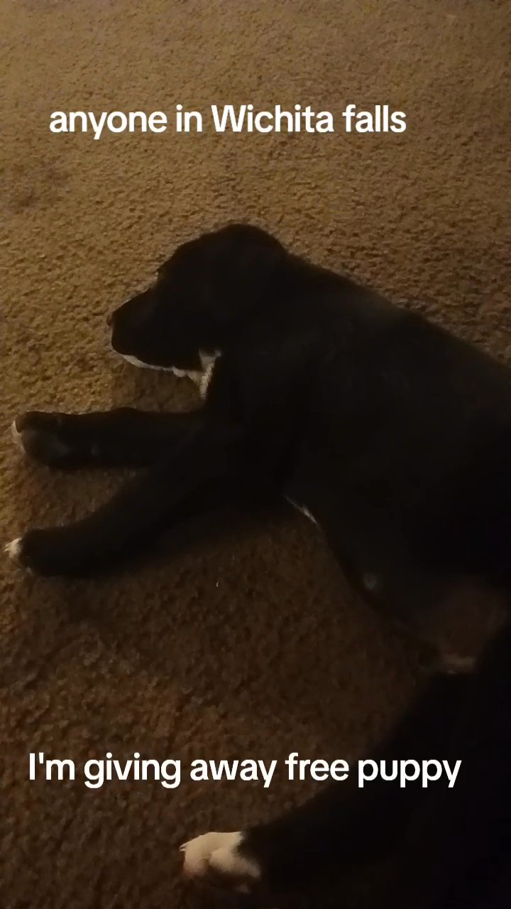 free puppy in Wichita Falls, Texas