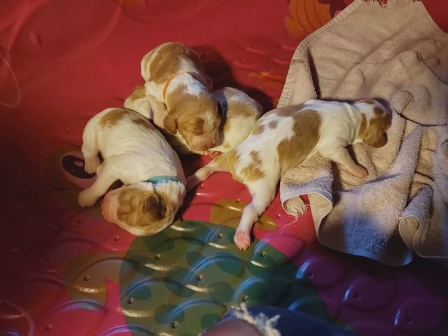 AKC Brittany Spaniel Puppies in Blaine, Minnesota