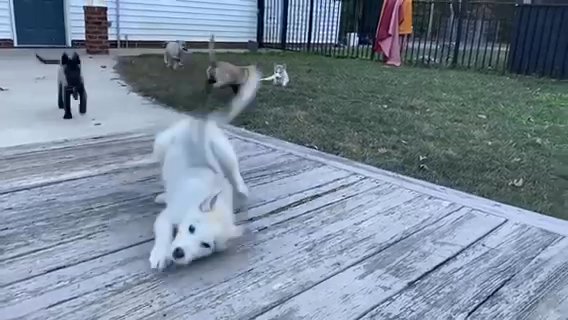 1 AKC Male puppy CH sire OFA Parents in Richmond, Virginia