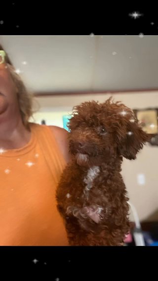 Gigi Red Poodle in Sumter, South Carolina