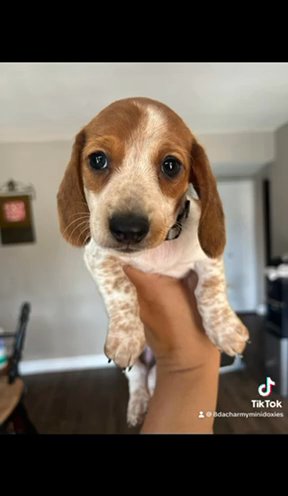 Akc Mini dachshund in Mesa, Arizona