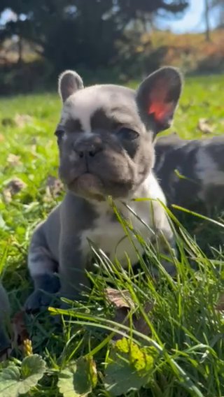 Franch Bulldog in New York City, New York