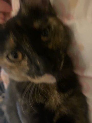 tortoiseshell Kitten in Arlington, Texas