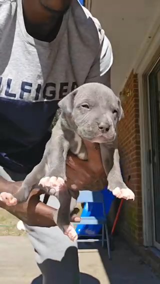 Xl American Bully in Columbus, Georgia