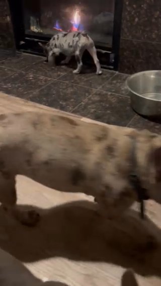 Female Frenchie in Seattle, Washington