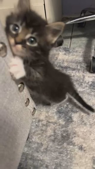 Kitten For Sale in La Habra, California