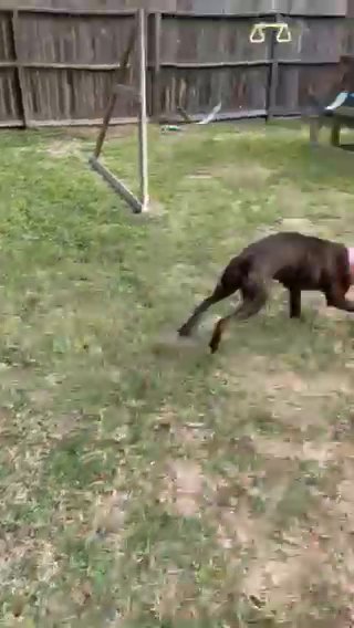 8-month Old Boxes in Houston, Texas
