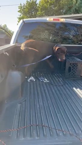 Labrador in Perris, California