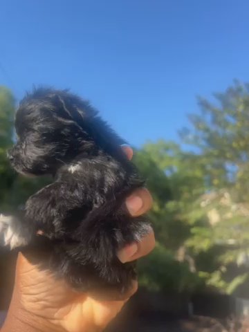 Kb black female in Houston, Texas