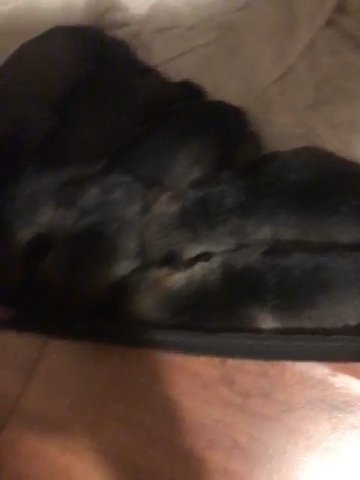 Miniature Schnauzers Puppies  2 Boys Left in Dallas, Texas