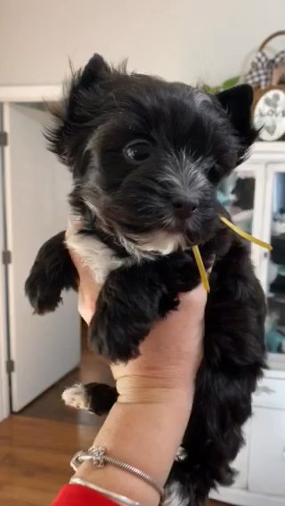 Zelma in Clarksville, Tennessee
