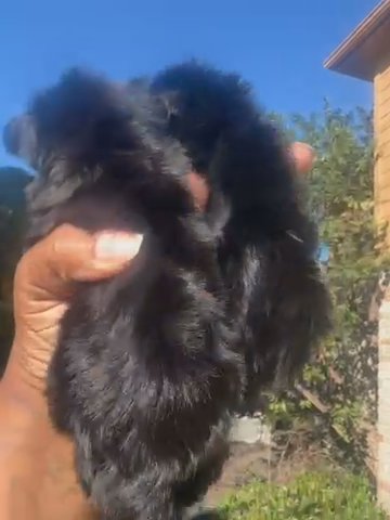 Kb Black Female in Houston, Texas