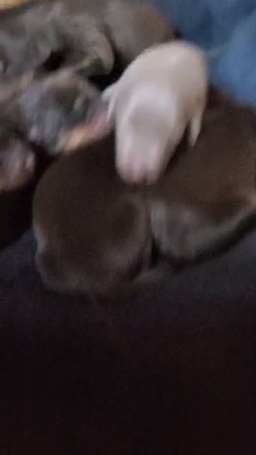 Doberman puppy's full breed in San Jose, California