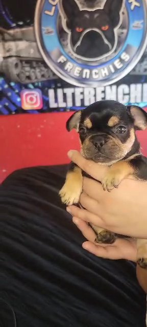 AKC Male Frenchie in Philadelphia, Pennsylvania