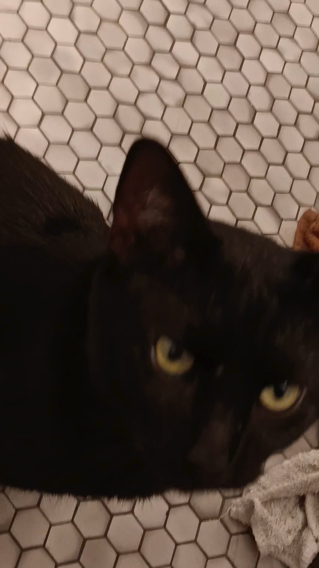 A cat for someone who wouldn't mind treating him like a prince in Midwest City, Oklahoma
