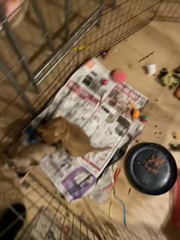 Puppies in Sanger, California