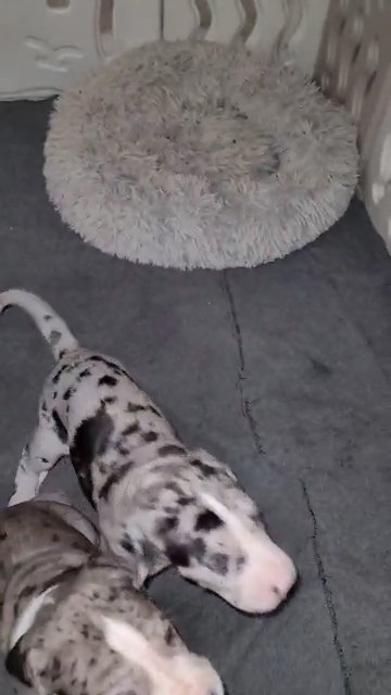 Show Marked Mantle Great Dane in Sikeston, Missouri