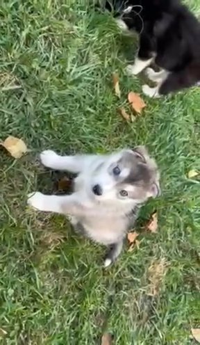 Pure Bred Husky Puppies! in Chicago, Illinois