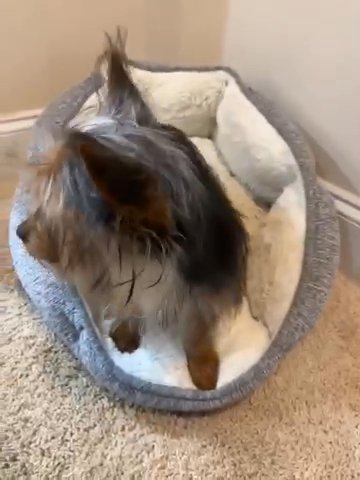 Elliot Male Yorkshire Terrier in Aiken, South Carolina