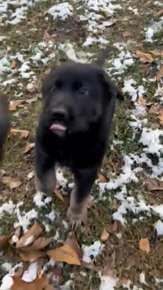 German Shepherd Puppy in Crown Point, Indiana