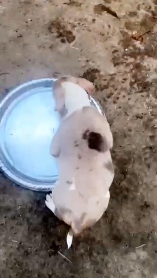 Xl American Bully in Columbus, Georgia