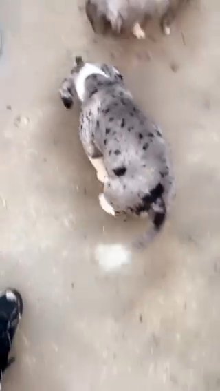 Xl American Bully in Columbus, Georgia