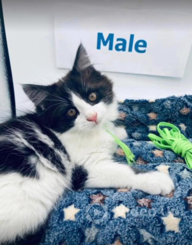 Hypoallergenic Siberian Kittens Available -MN in Rochester, Minnesota