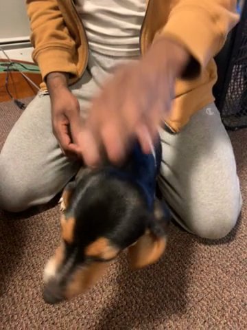 Beagle puppy for sale in Calumet City, Illinois