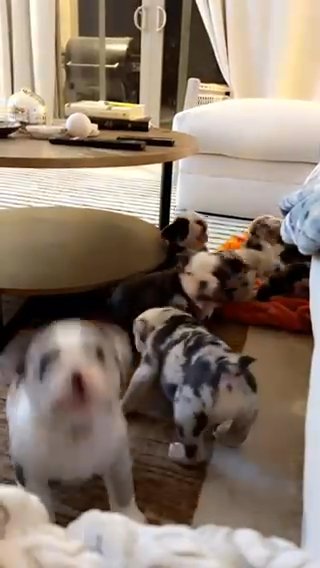 Pure bred english Bulldog Tri blue merle/Lilac Fawn? in Las Vegas, Nevada