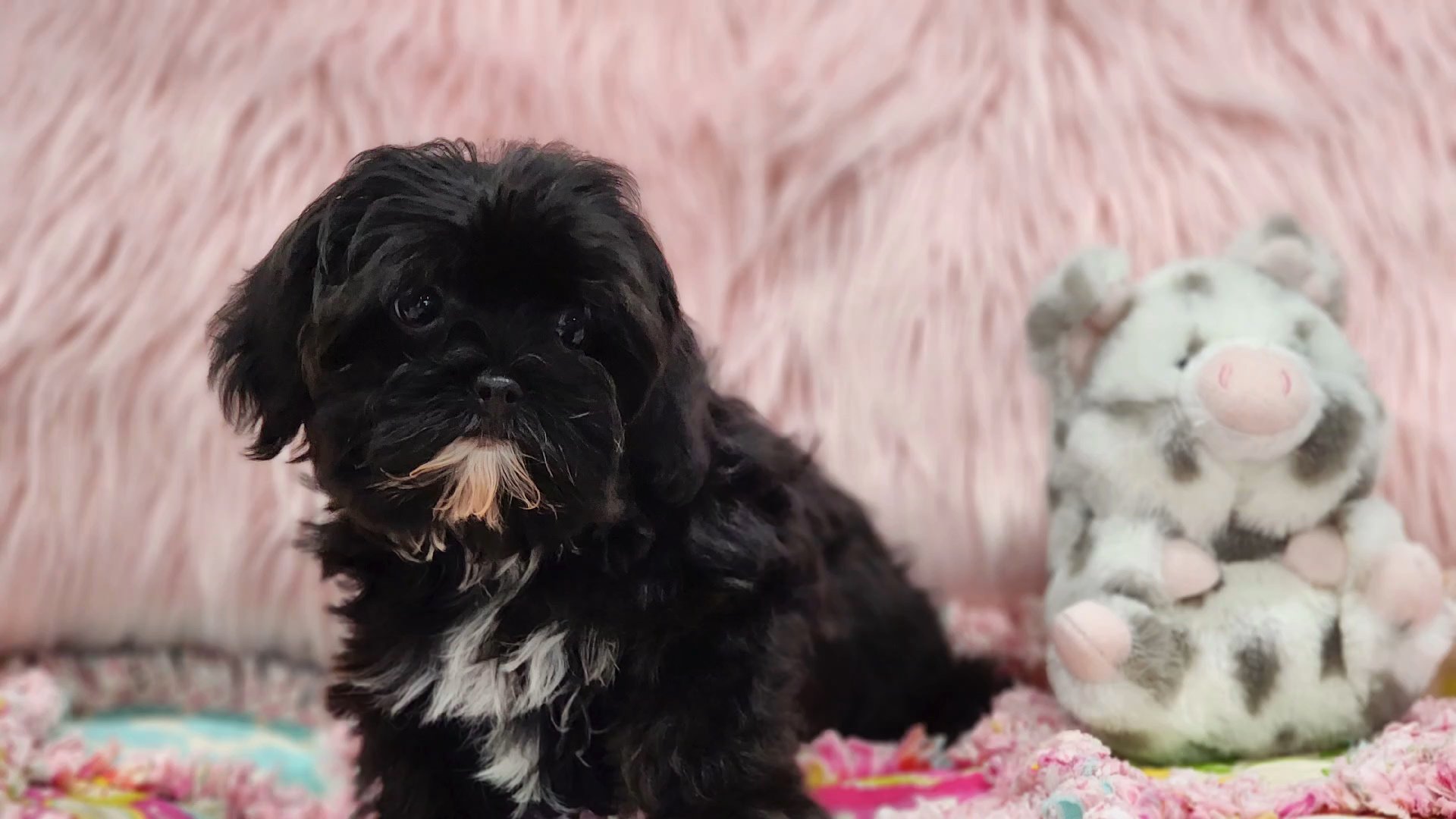 Tiny Molly in Chicago, Illinois