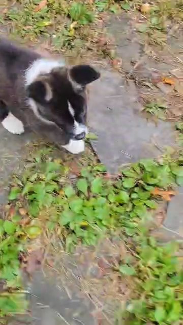 Cayenne in Middle Island, New York