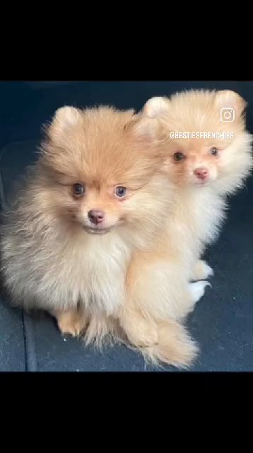 Pormenarian Puppies ? in Orlando, Florida