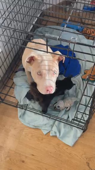 5 Month old pitbully mix Rehoming Needed in Boston, Massachusetts