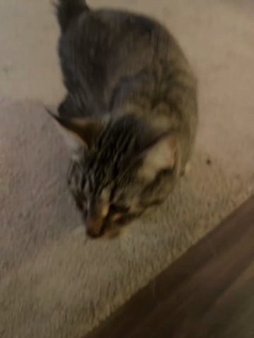 1 Year Old Male Cat in Little Rock, Arkansas