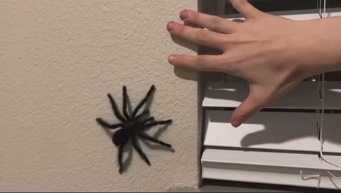Pink Toe Tarantula in Austin, Texas