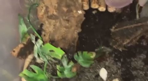 2 toads in Austin, Texas