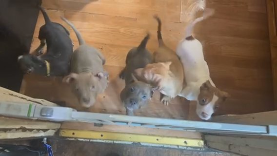 American Bully in Buffalo, New York