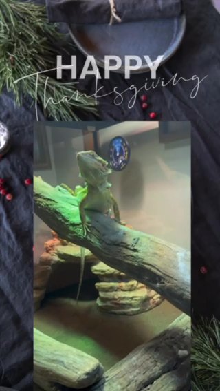 Dino Tells You Happy Thanksgiving in Hopkinsville, Kentucky