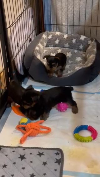 ACA Registered Yorkies in Angleton, Texas