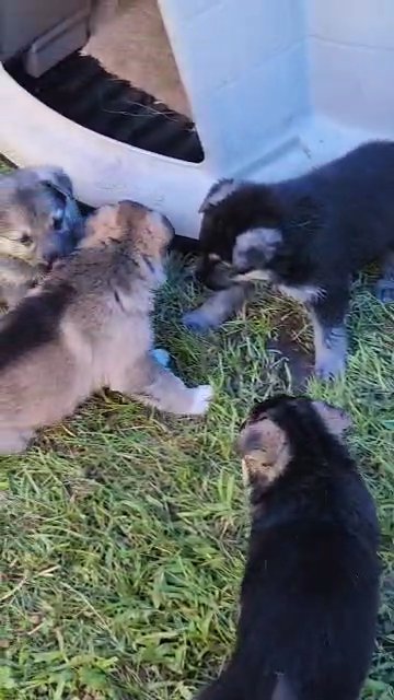 German Shepherd puppies in Putnam Valley, New York