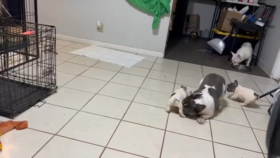 French Bulldog in Homestead, Florida