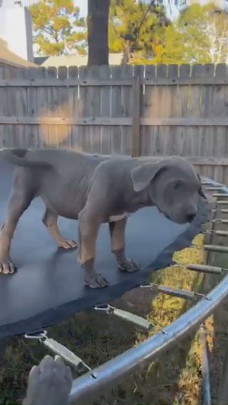 Otto Male American Bully in Aiken, South Carolina