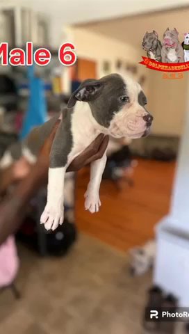 American Bully in Washington, District of Columbia