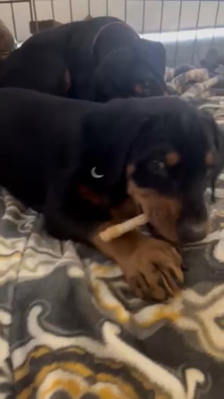 Pure Bred Doberman Puppies in Coos Bay, Oregon